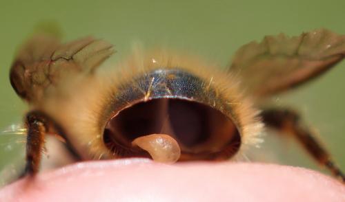 Osmia sp.